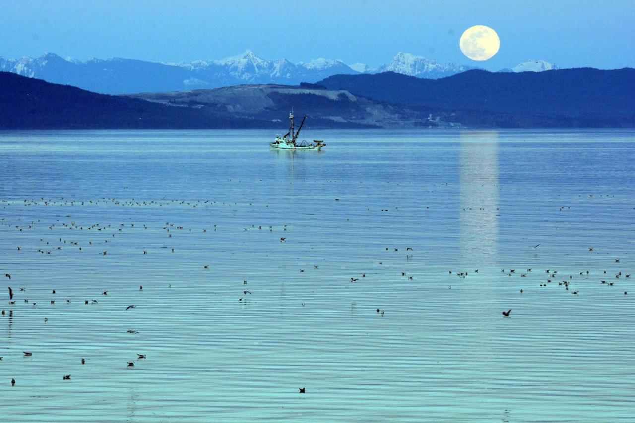 Oceanfront Paradise Comox Exteriör bild